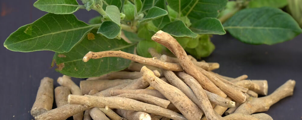 Ashwagandha en palitos